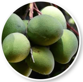 Beliv African Mango Extract - Natural Weight Loss Supplement with Irvingia Gabonensis Seed Extract for Healthy Metabolism and Appetite Control